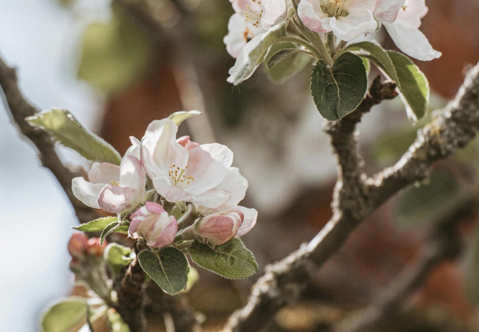 Äppelblütefest in Naurod: Verkehr wird von Freitag bis Montag umgeleitet