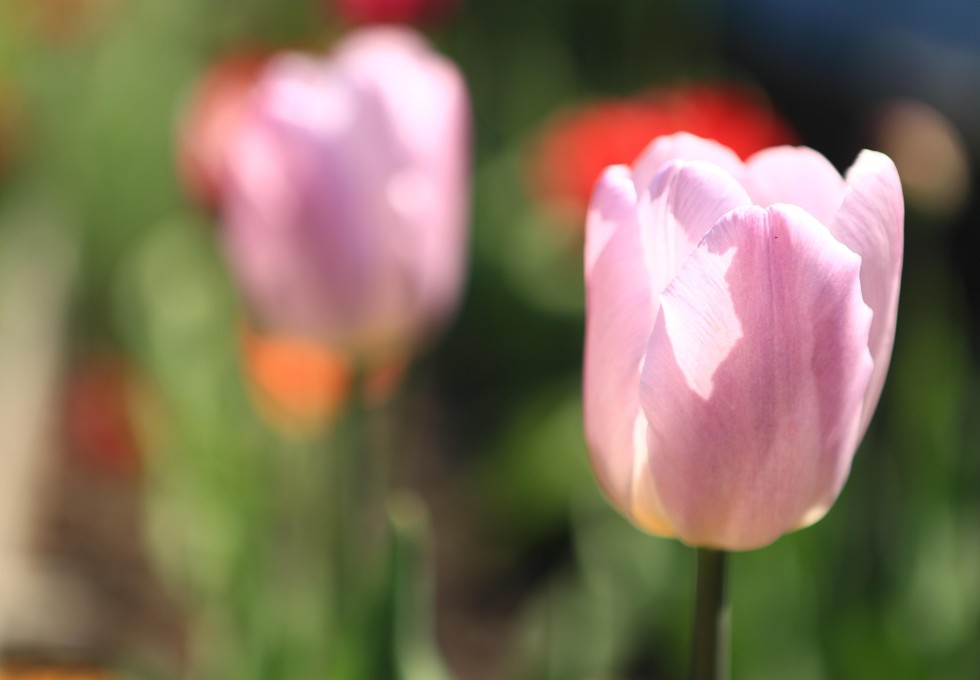 Eitorfer Frühling 2023: Übersicht zu Events, Highlights und Tipps