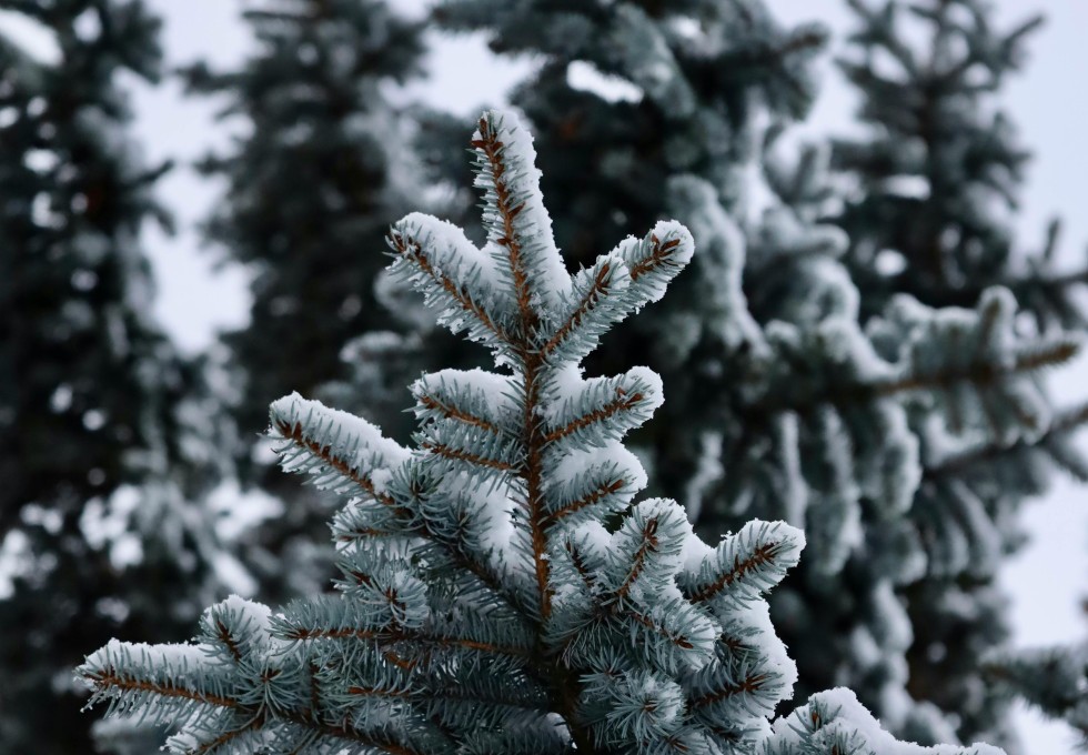 Nordmanntannen aus zertifiziertem Stadtwald: Selbstschlag am 13. Dezember Nordmanntannen aus zertifiziertem Stadtwald: Selbstschlag am 13. Dezember