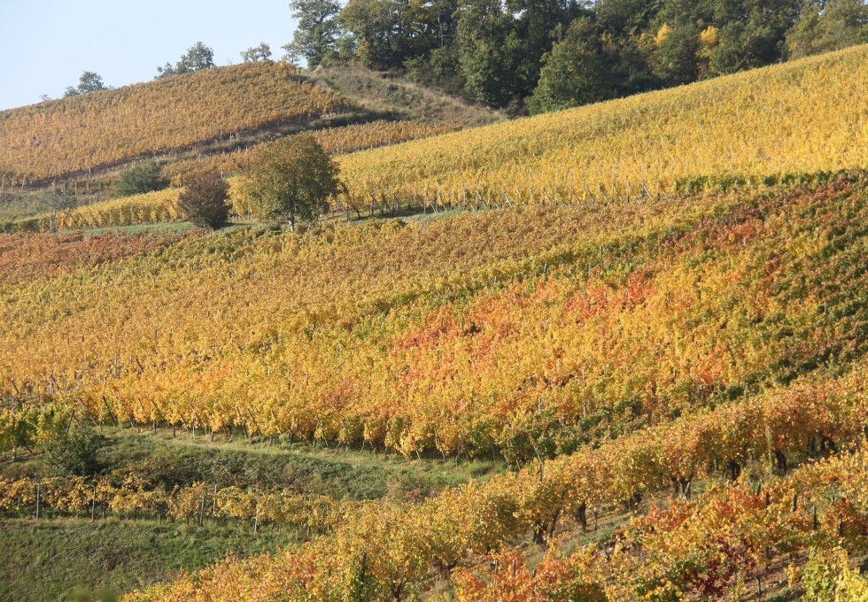 Wein und Genuss Mannheim 2023 – Highlights, Aussteller und Verkostungs-Tipps