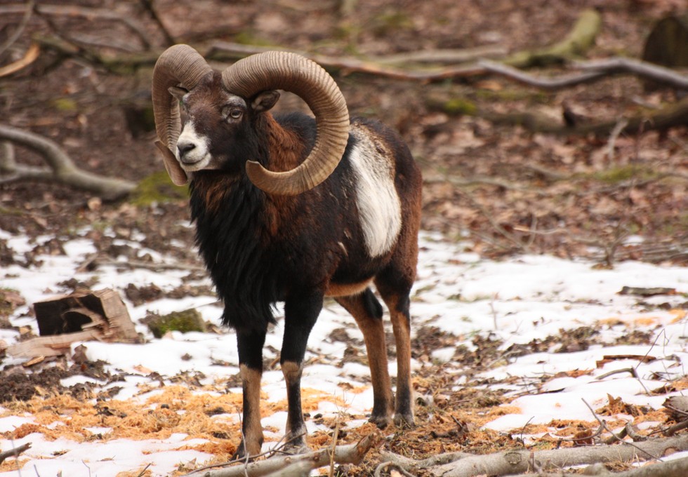 Wie Wildtiere den Winter meistern: Familienprogramm in der Fasanerie am 13. Dezember Wie Wildtiere den Winter meistern: Familienprogramm in der Fasanerie am 13. Dezember