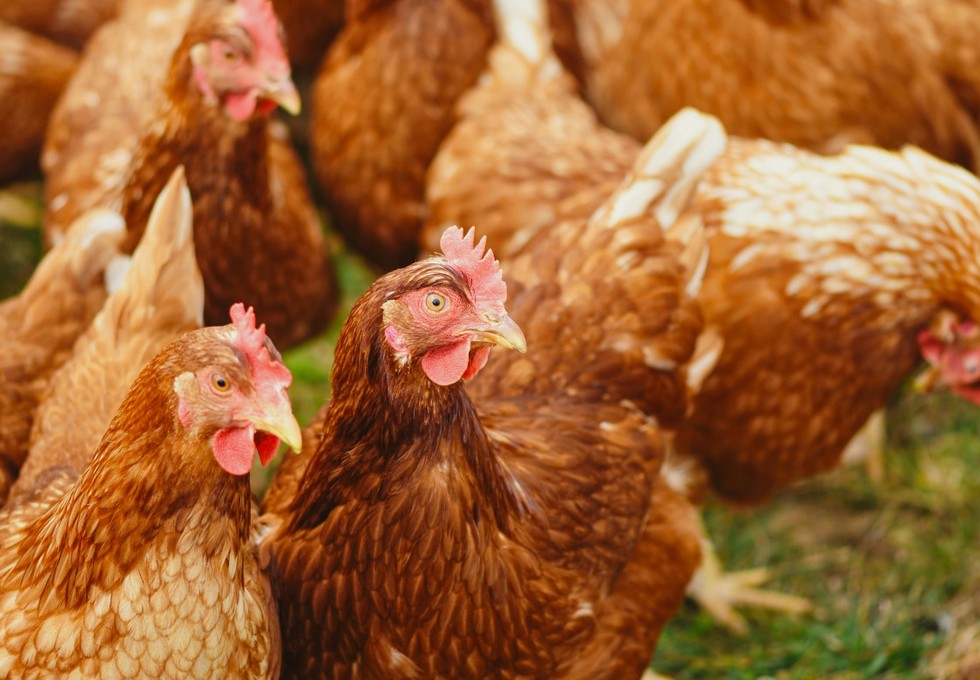 Wiesbaden hebt Stallpflicht für Geflügel auf nach Beruhigung des Seuchengeschehens